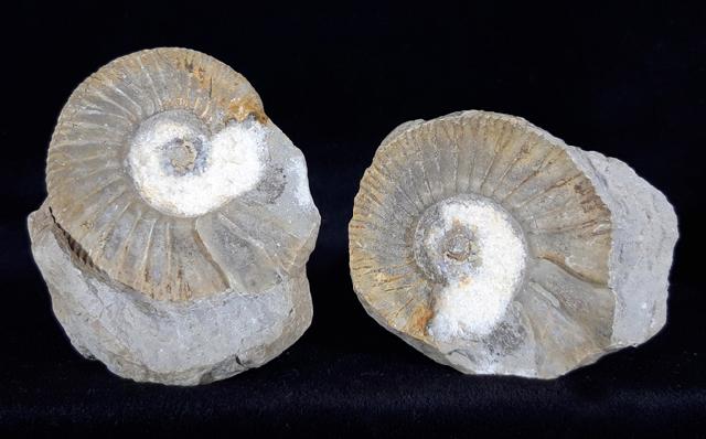 Ataxioceras (Ataxioceras) sp. FONTANNES 1879 - Bild © FossNet FossilienStore